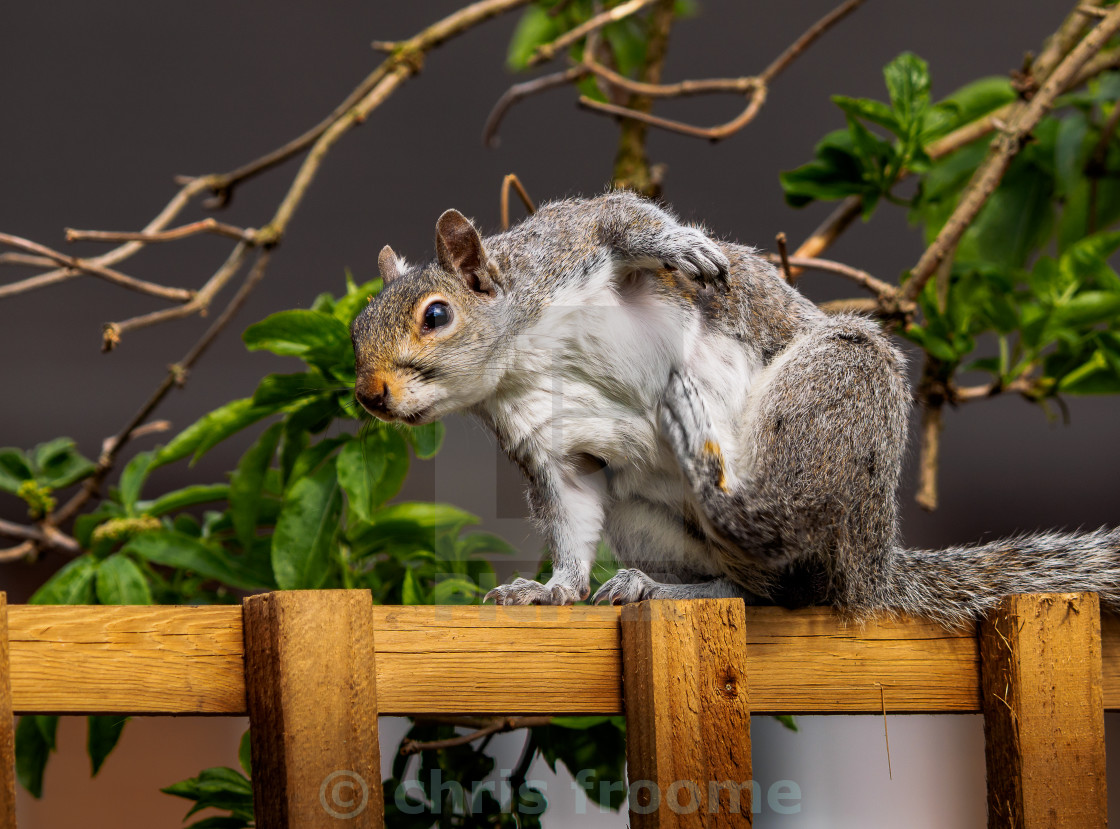 "Itchy belly" stock image