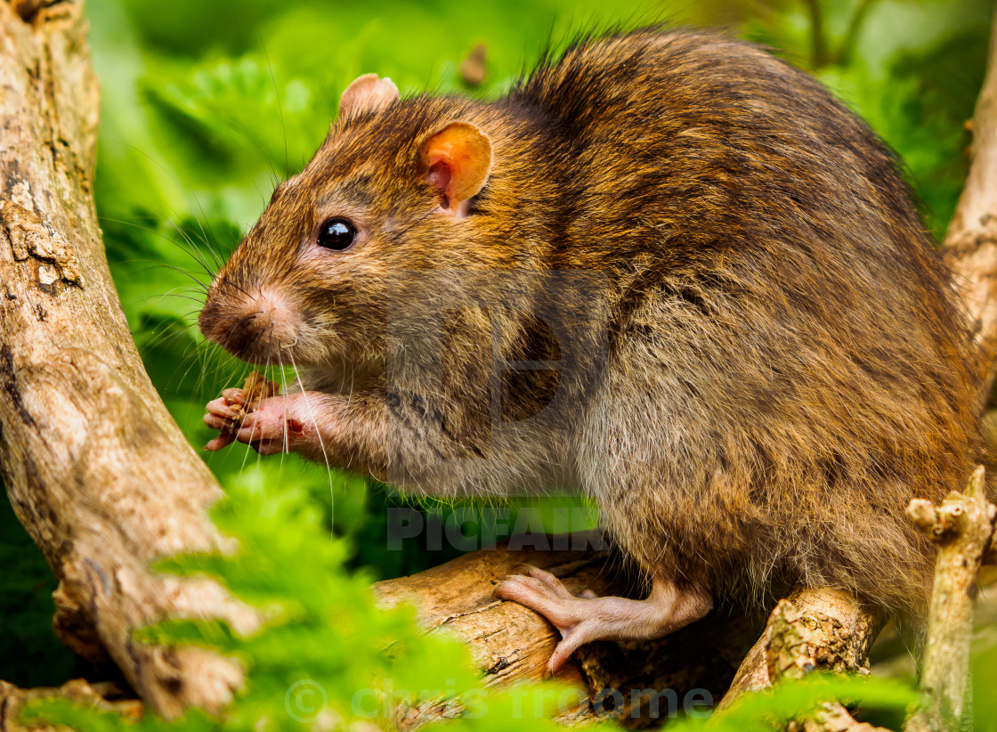 "Ratty having a nibble" stock image