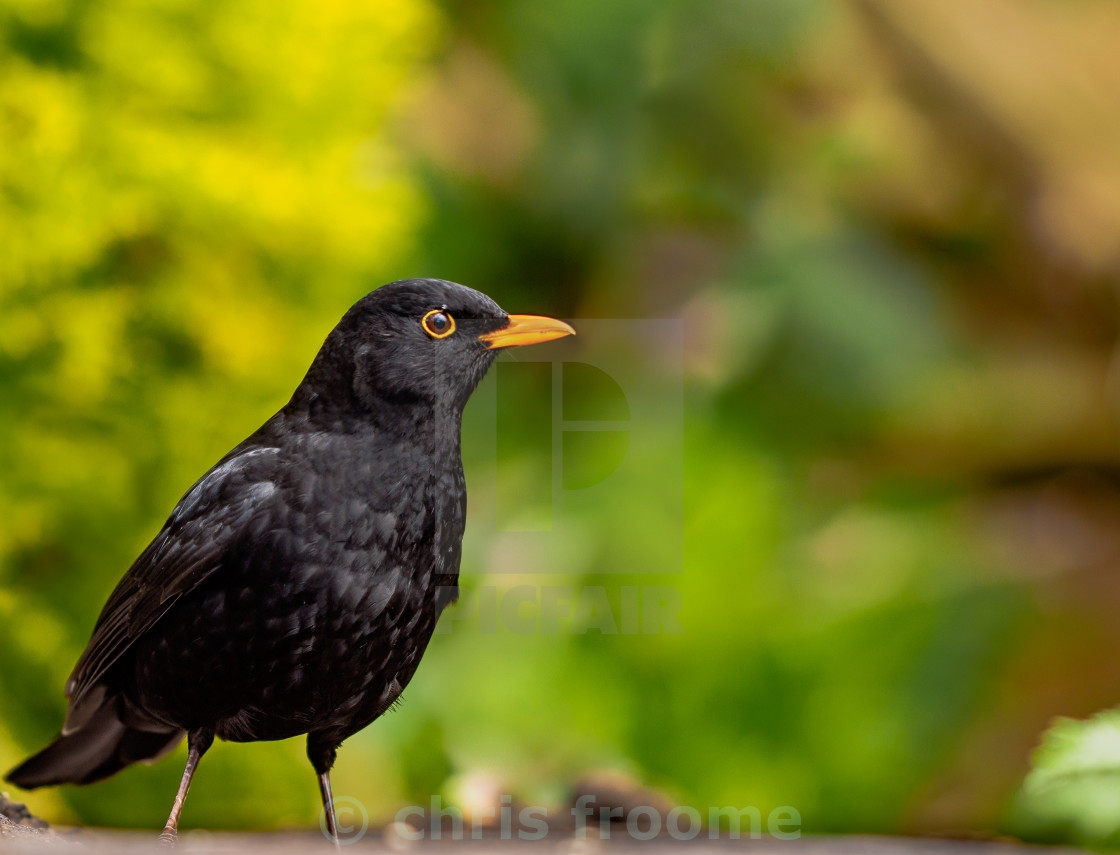 "Blackbird standing proud" stock image