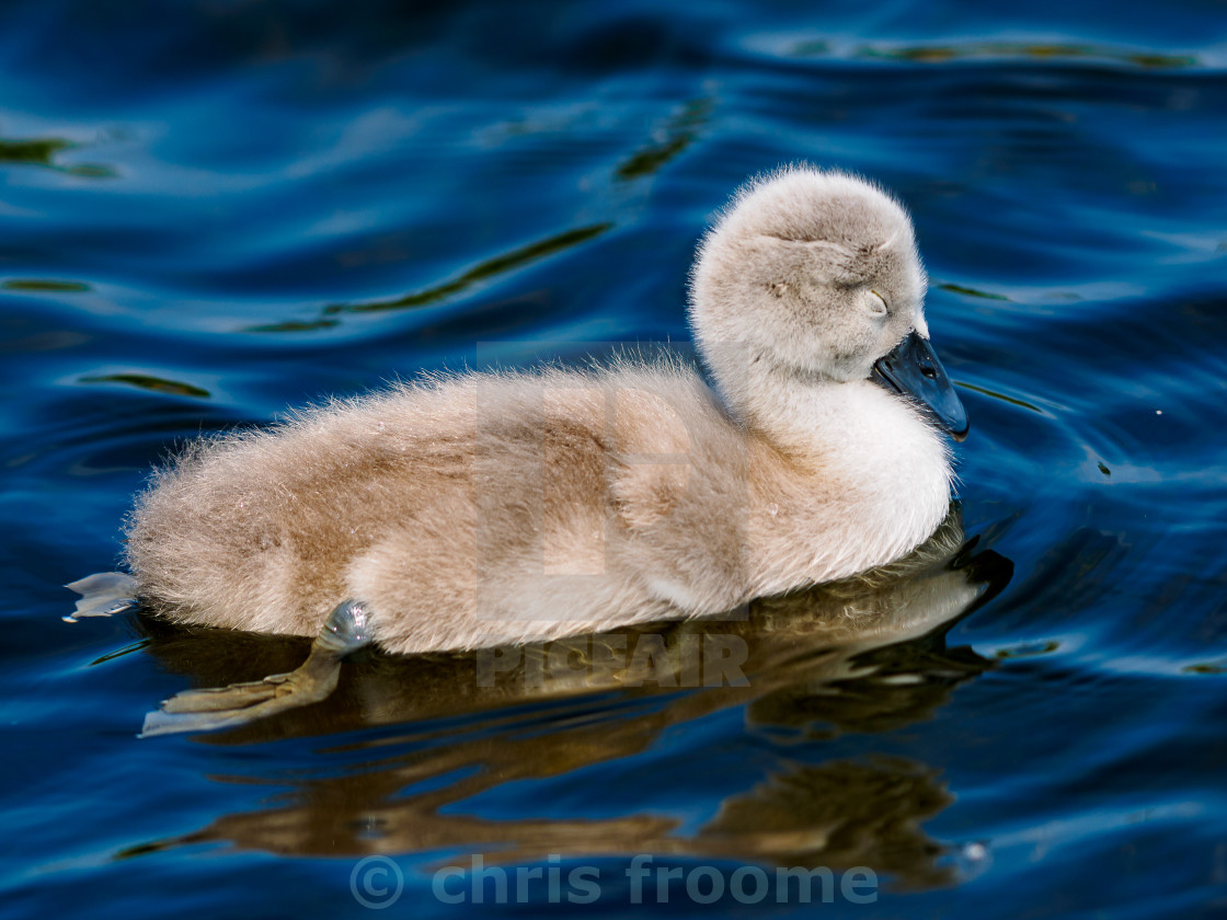 "Sleeping Cutey" stock image