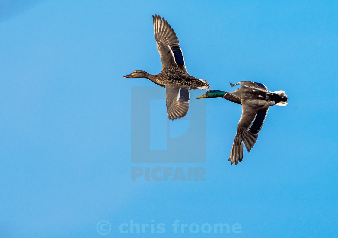 "Mallards in the air" stock image