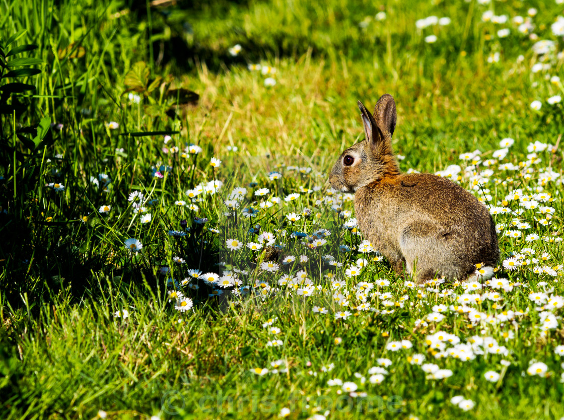 "Amongst the daisies" stock image