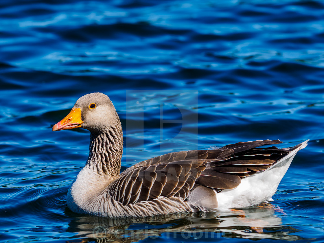 "Greylag goose" stock image