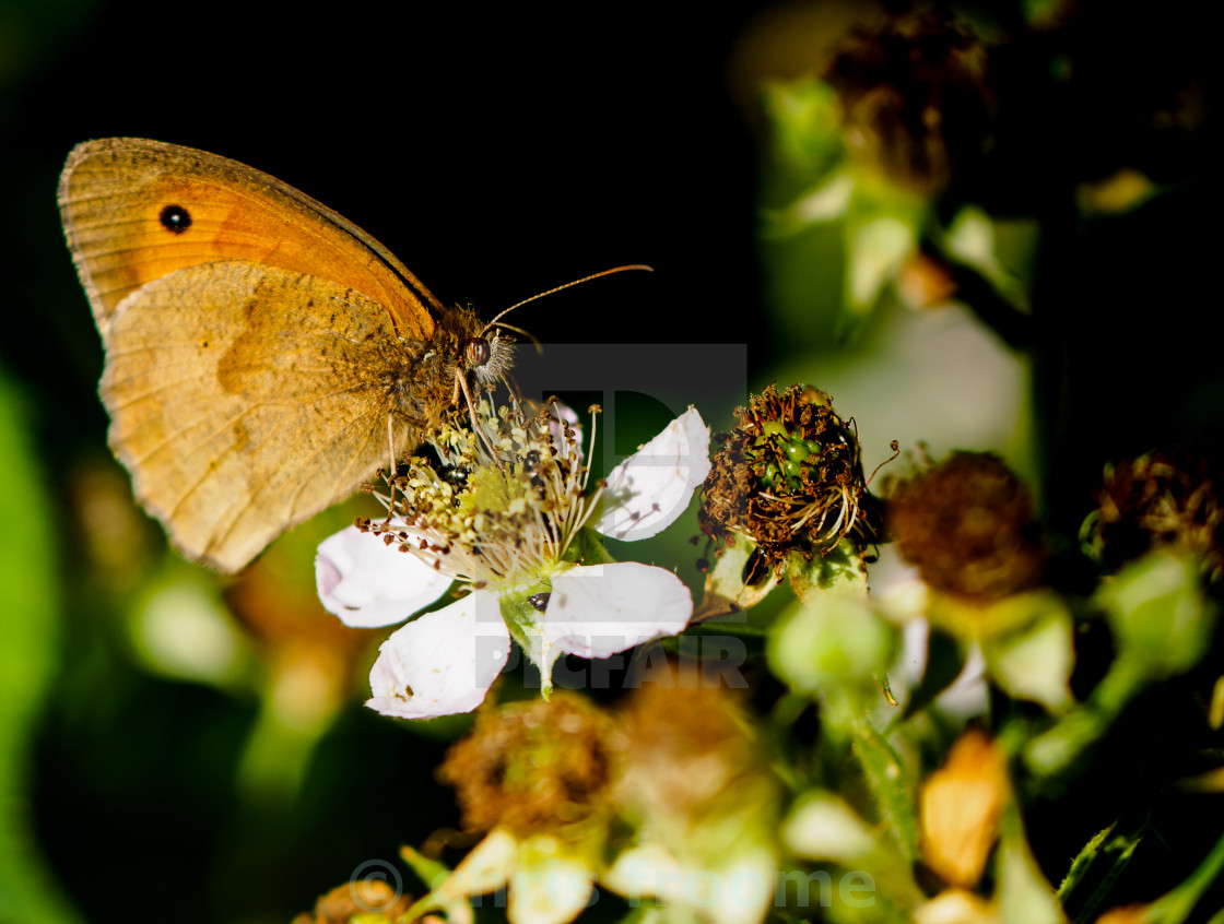 "Small Heath" stock image