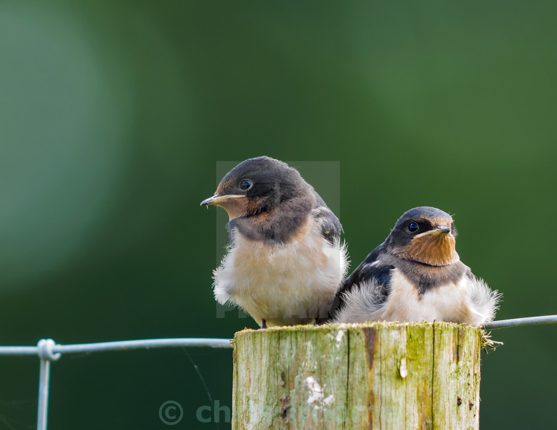 "Young swallows" stock image