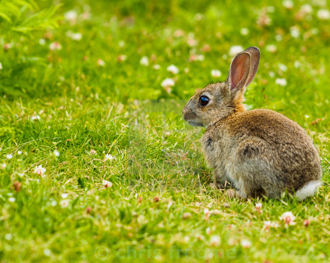 "Young bunny" stock image