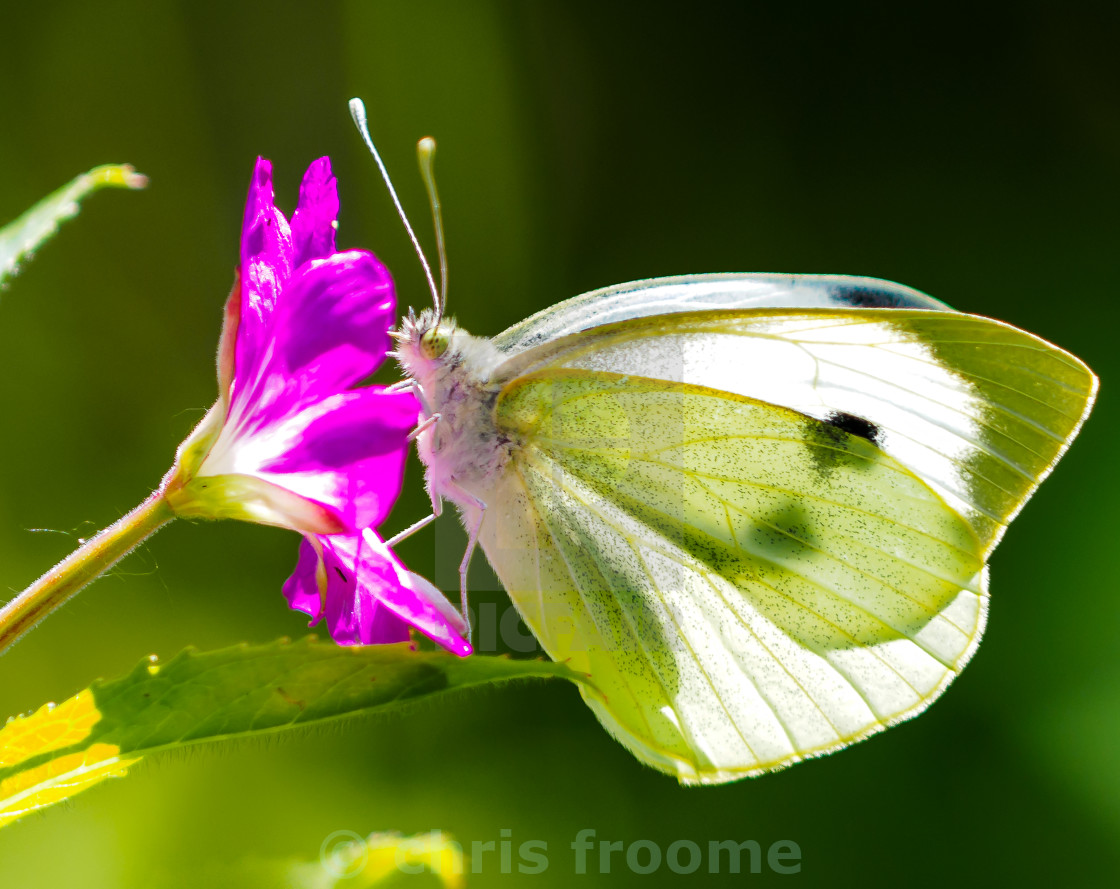 "Large white butterfly" stock image