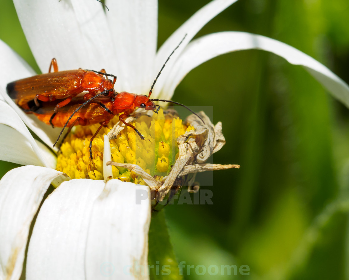 "beetle porn" stock image