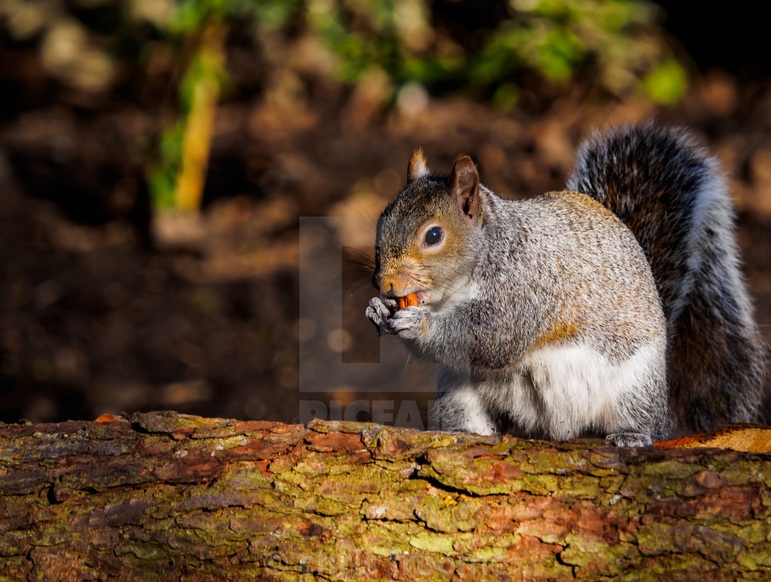 "Squirrel on a log" stock image