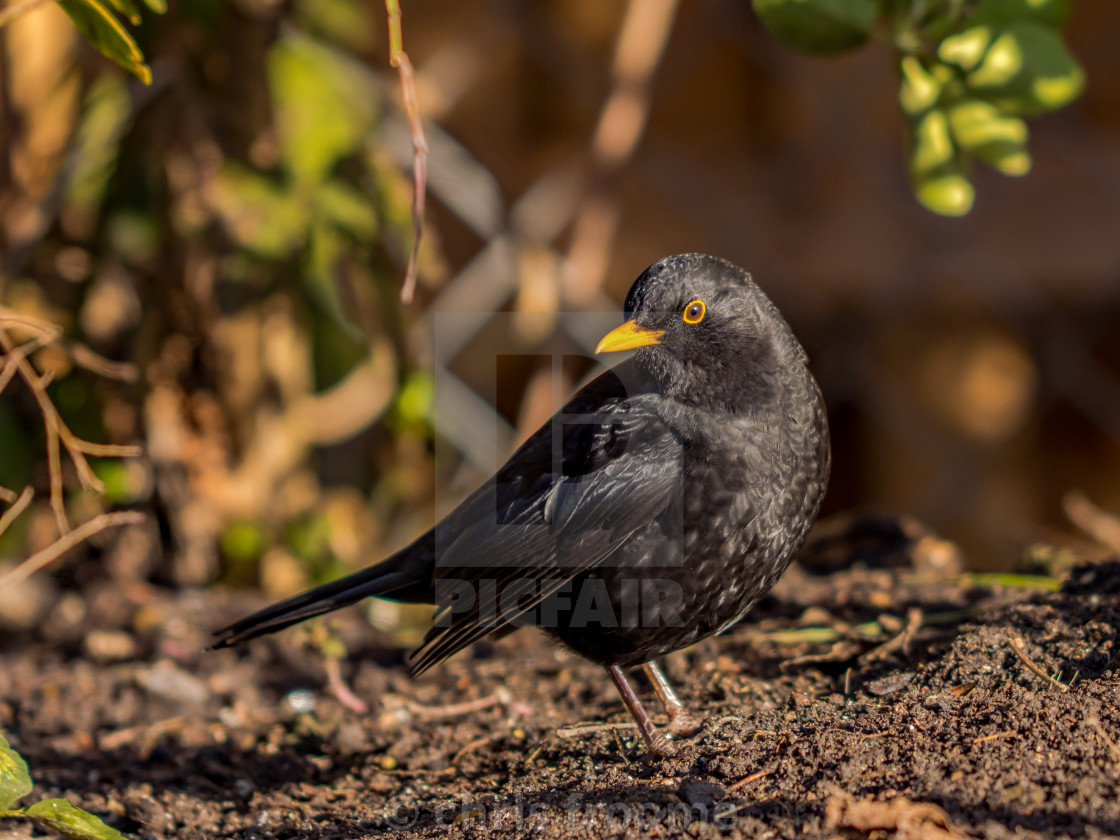 "Mr. Blackbird" stock image