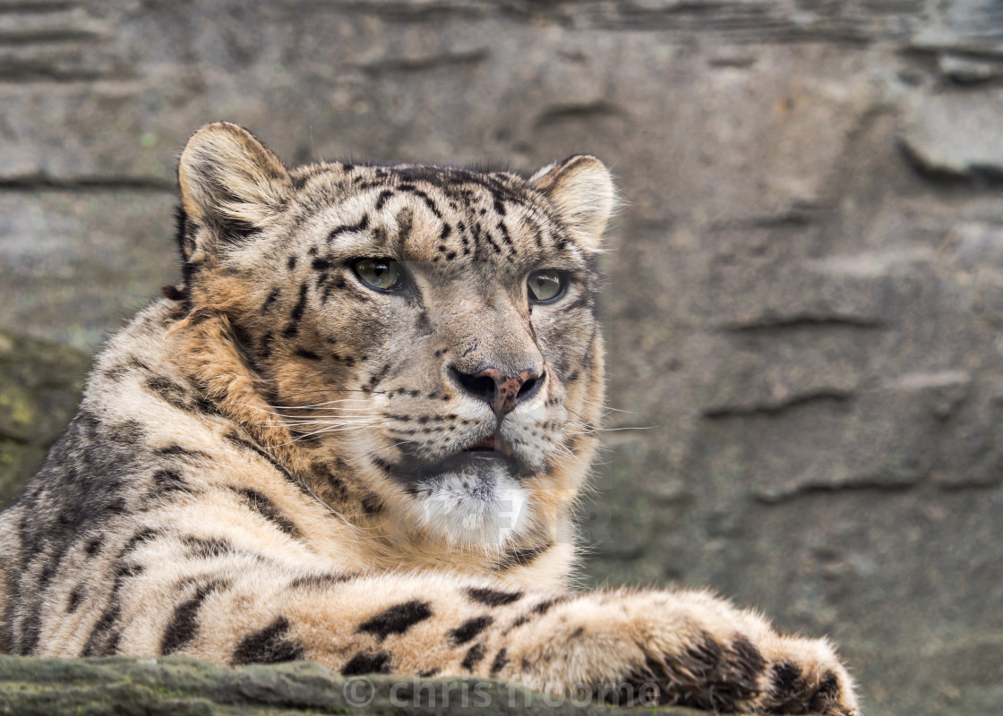 "Snow Leopard portrait" stock image