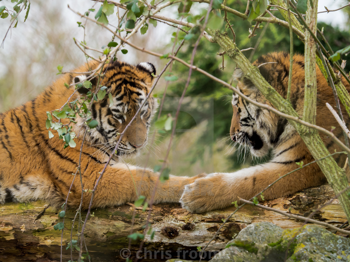 "Tiger Siblings" stock image