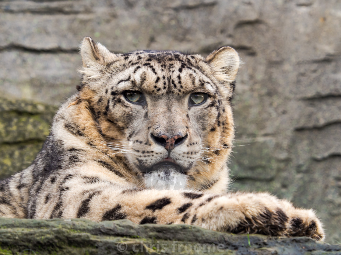 "Looking right at you" stock image