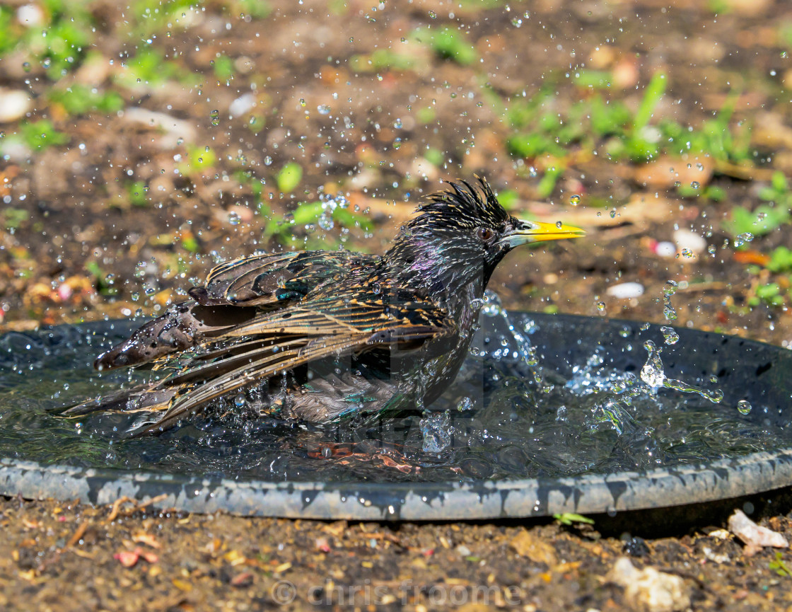 "Splish,splash i was taking a bath" stock image