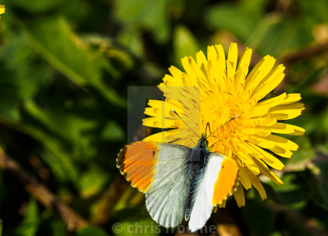 "A bit of the amber necter" stock image