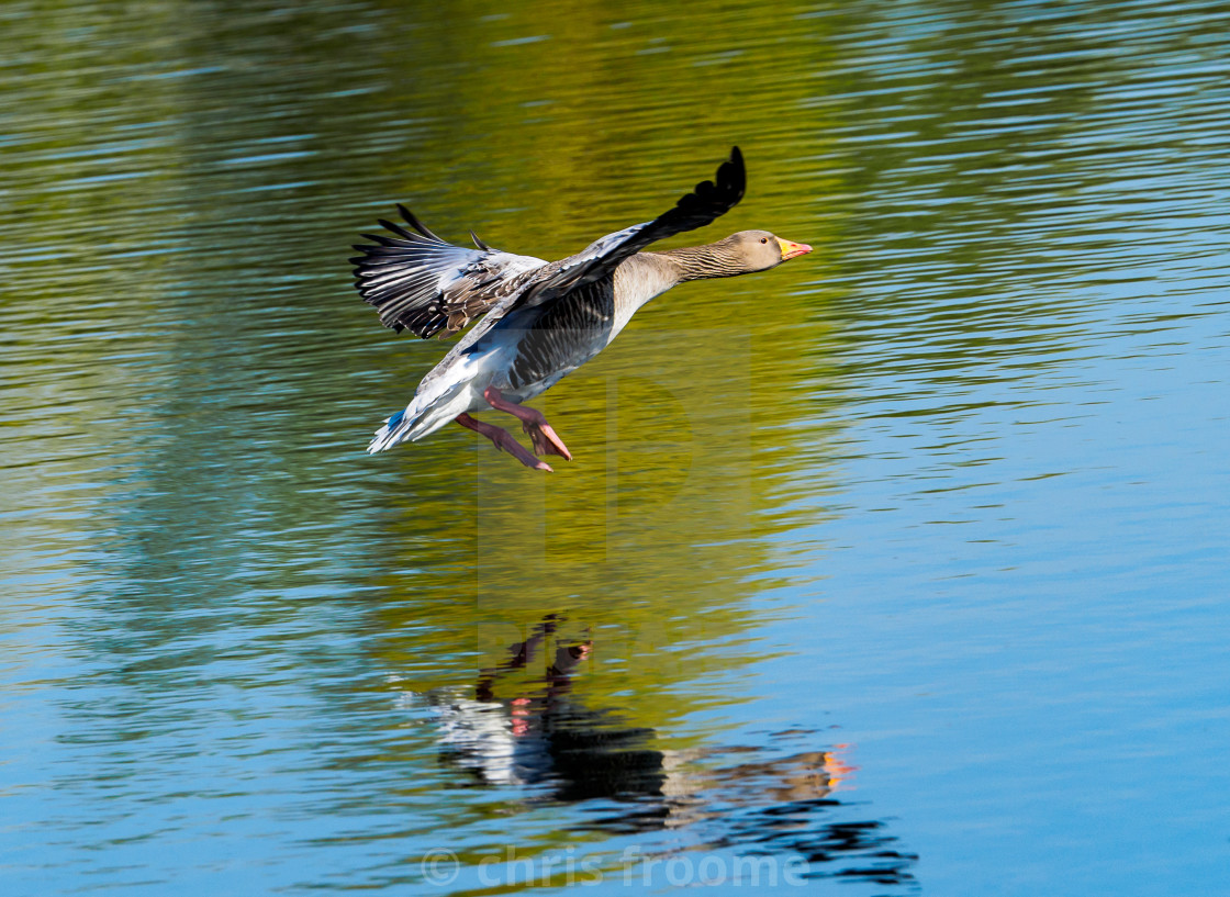 "Graylag landing" stock image