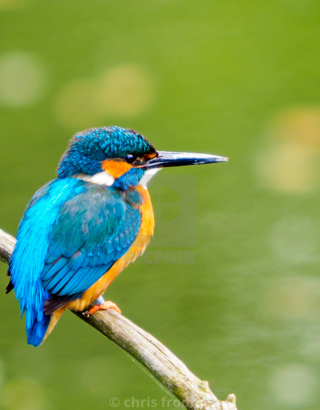 "Kingfisher" stock image