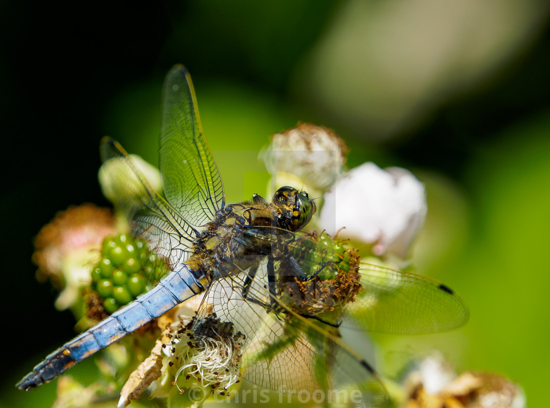 "Resting Skimmer" stock image