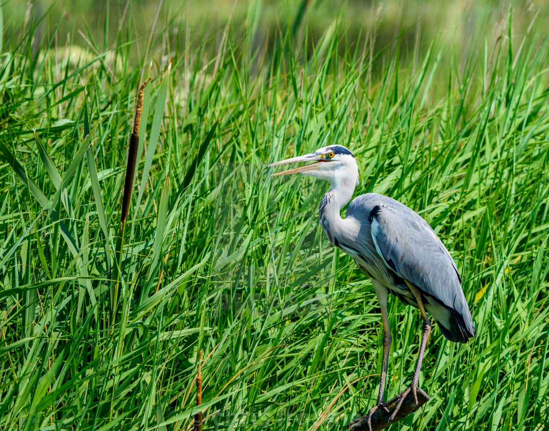 "The Grey Heron" stock image