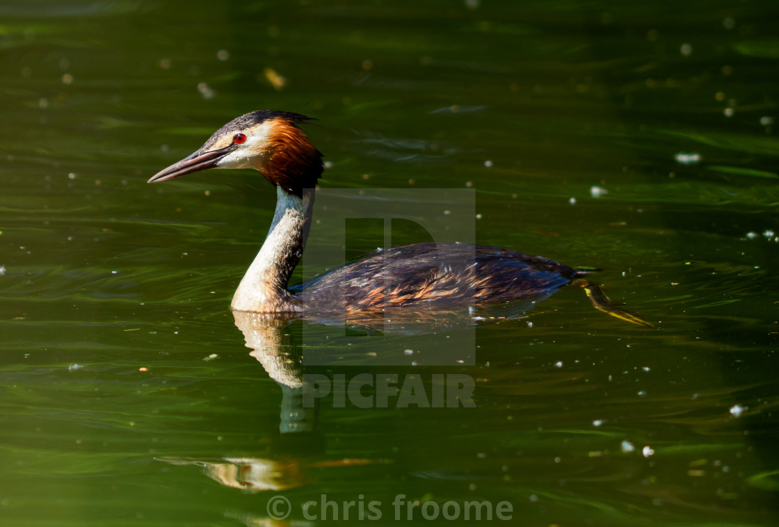 "Great Crested Grebe" stock image