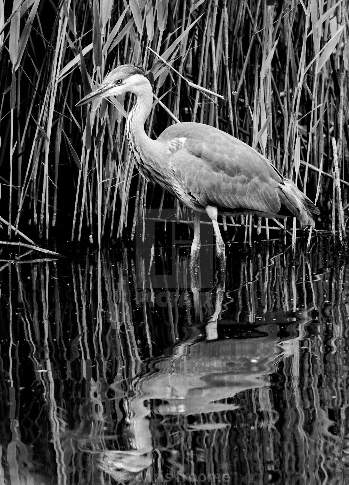 "Shades of Grey Heron" stock image