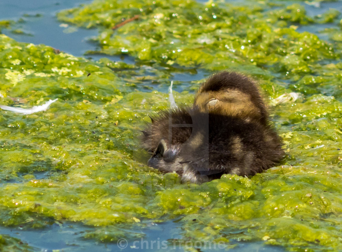 "just cute" stock image