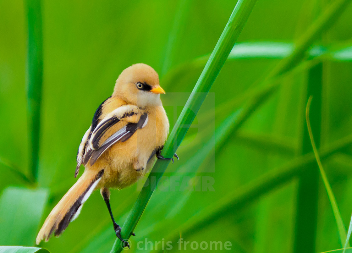 "in the reedbeds" stock image