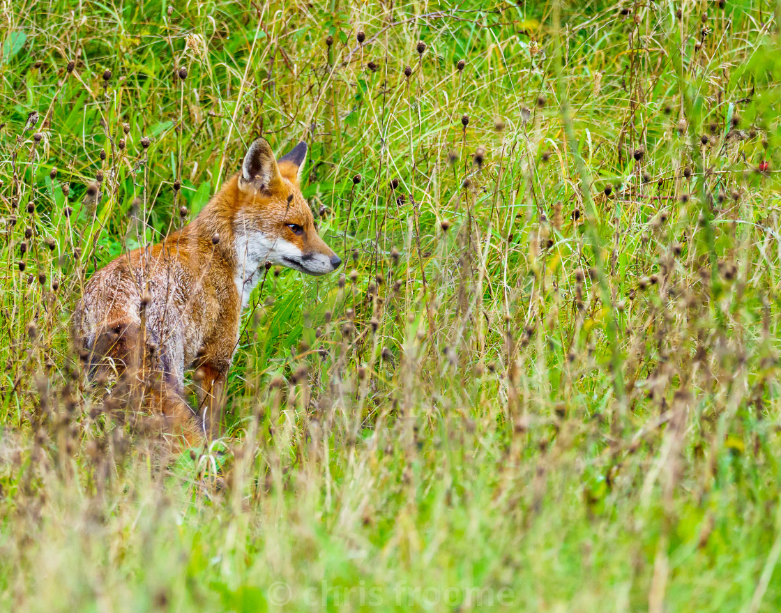 "Rueful Reynard" stock image