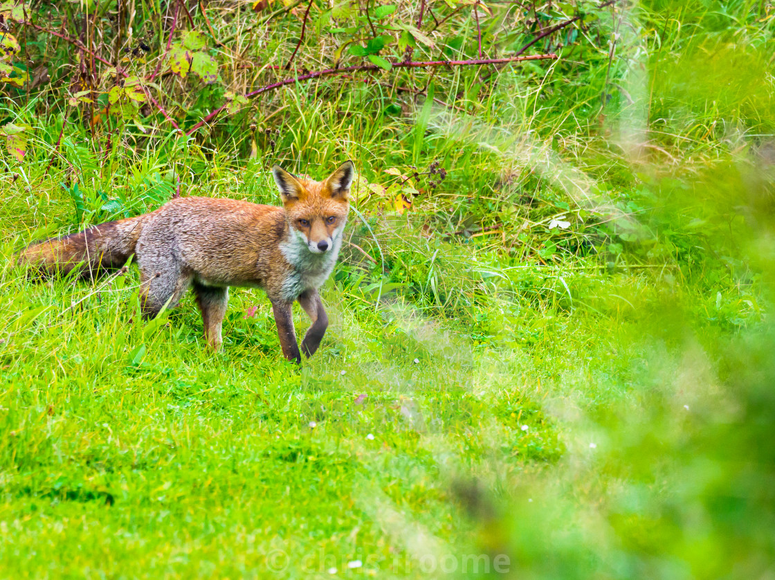 "fox in the grass" stock image