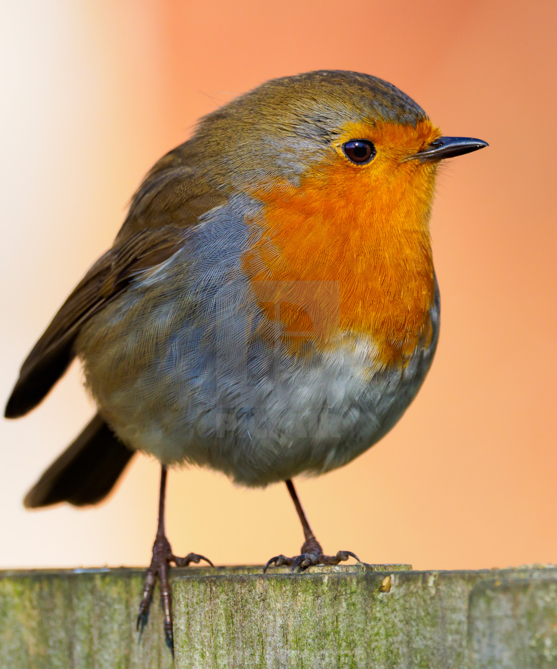 "Robin on the fence" stock image