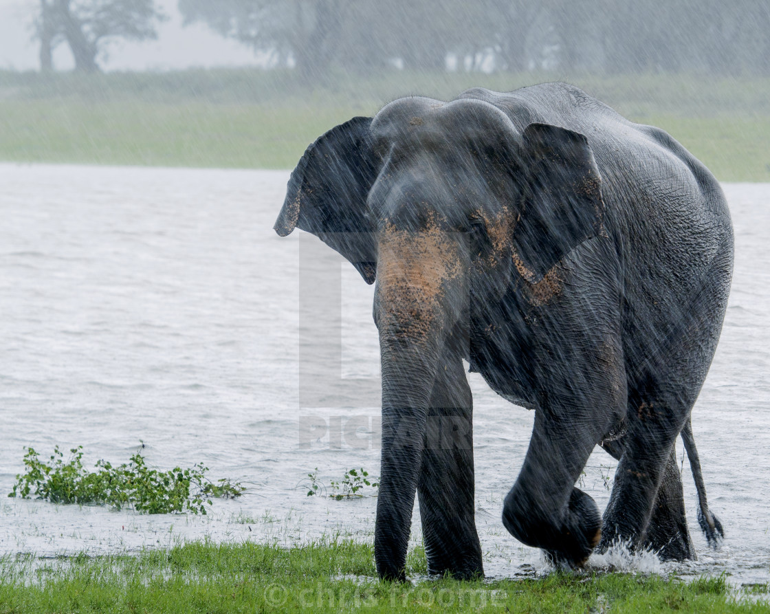 "Elephant in the rain" stock image