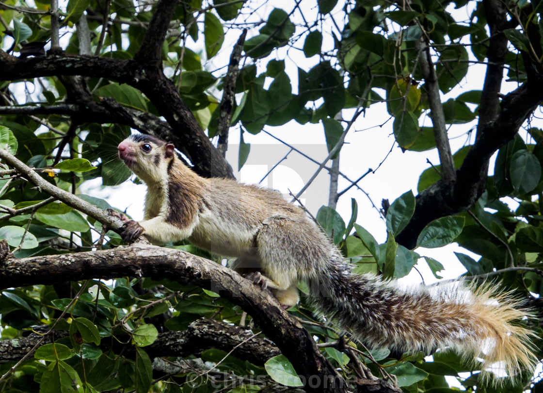 "Giant Squirrel" stock image