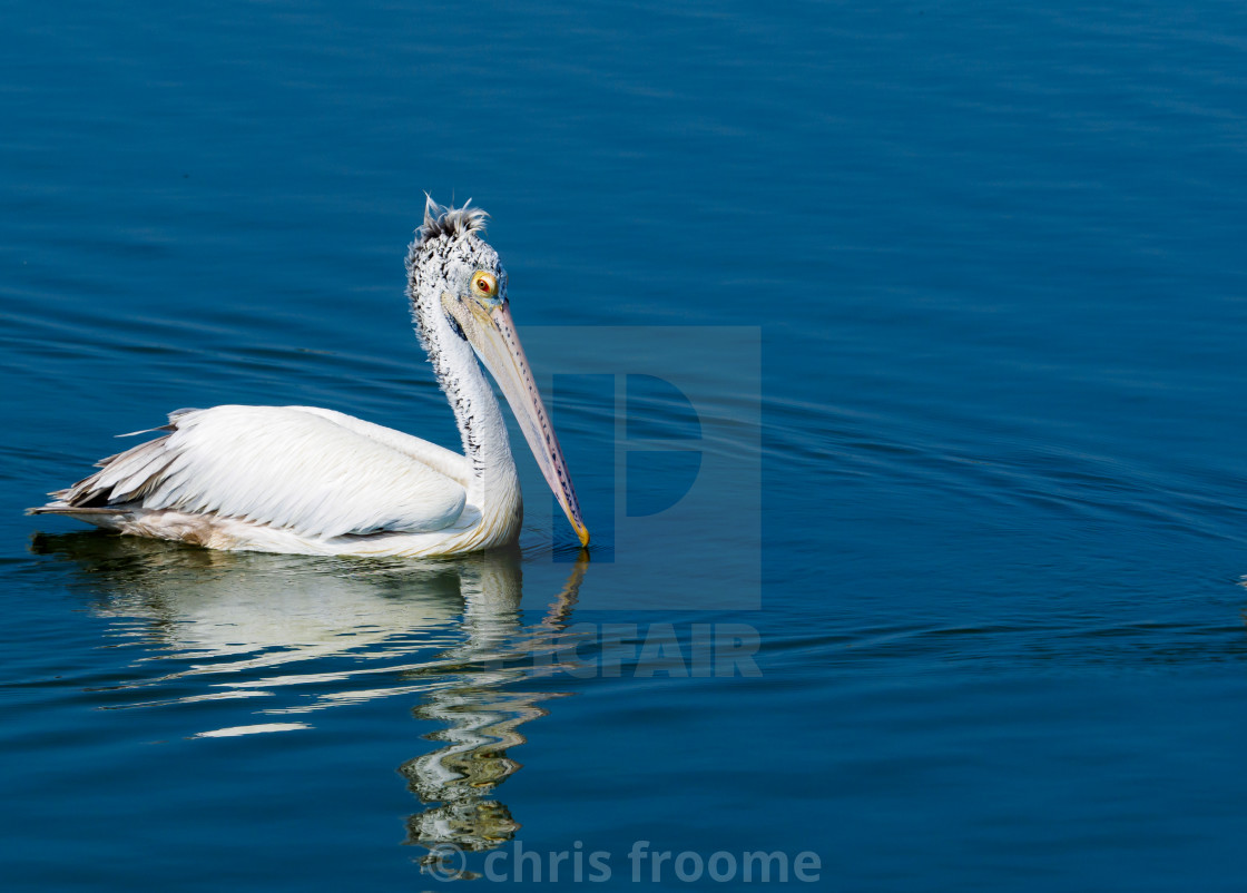 "Spot-Billed Pelican" stock image