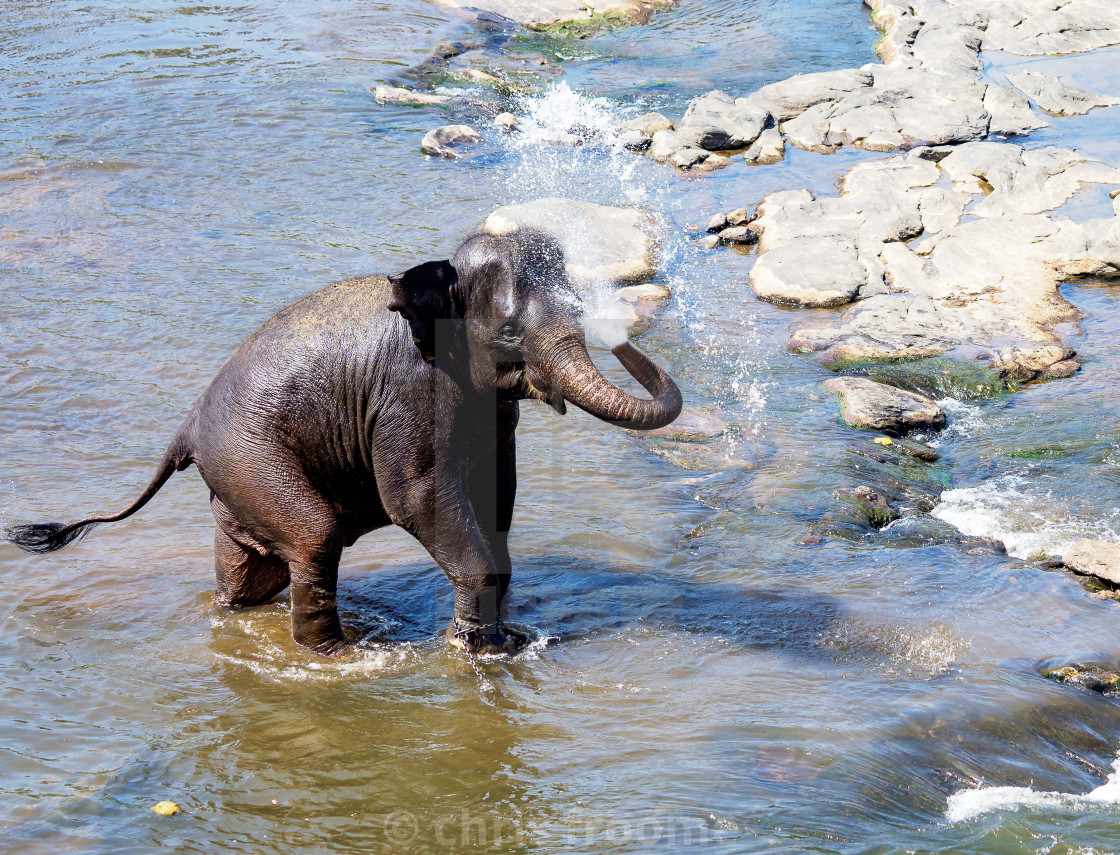 "Bathing Elephant" stock image