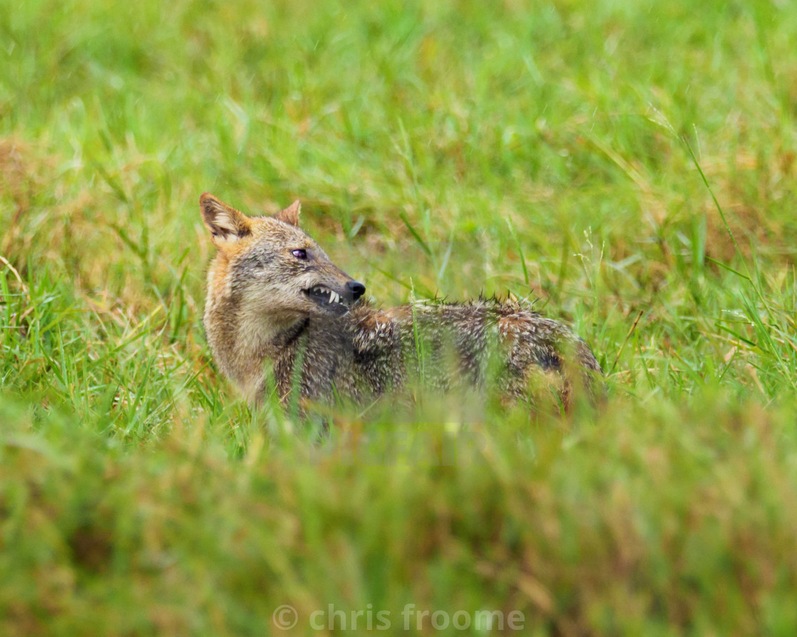 "Golden Jackal baring his teeth" stock image