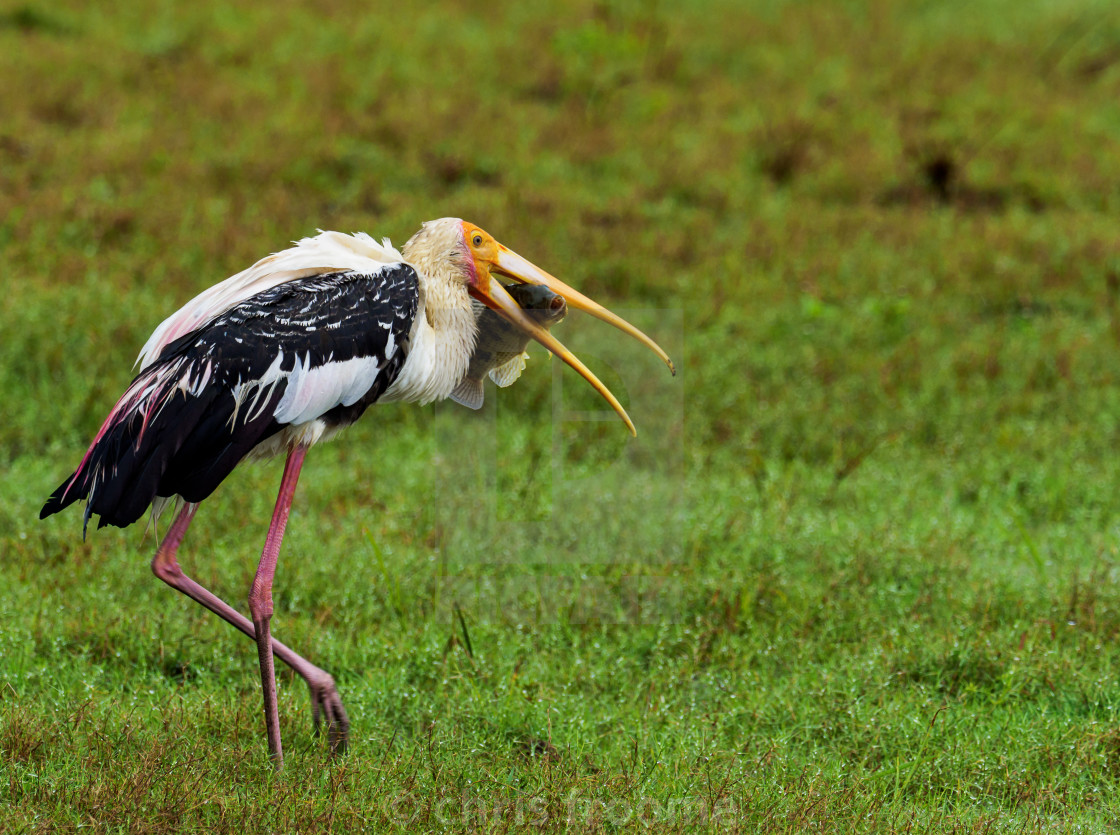 "Stork with fish" stock image