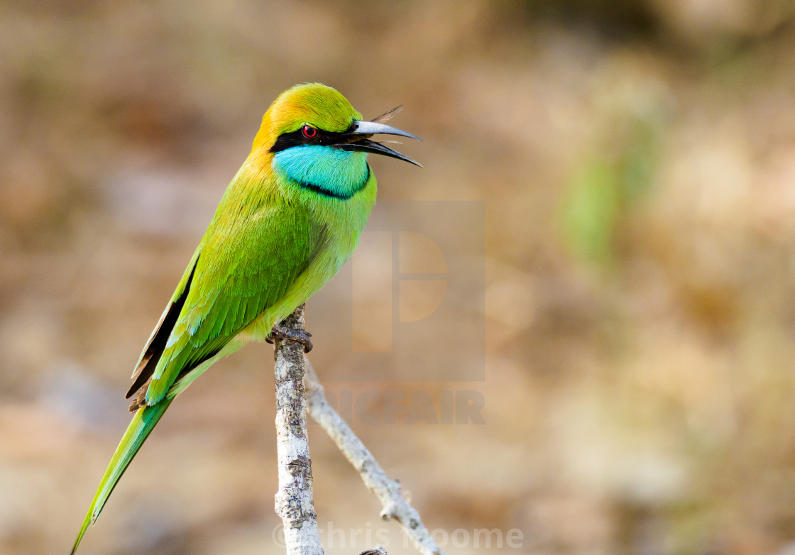 "bee eater feeding" stock image