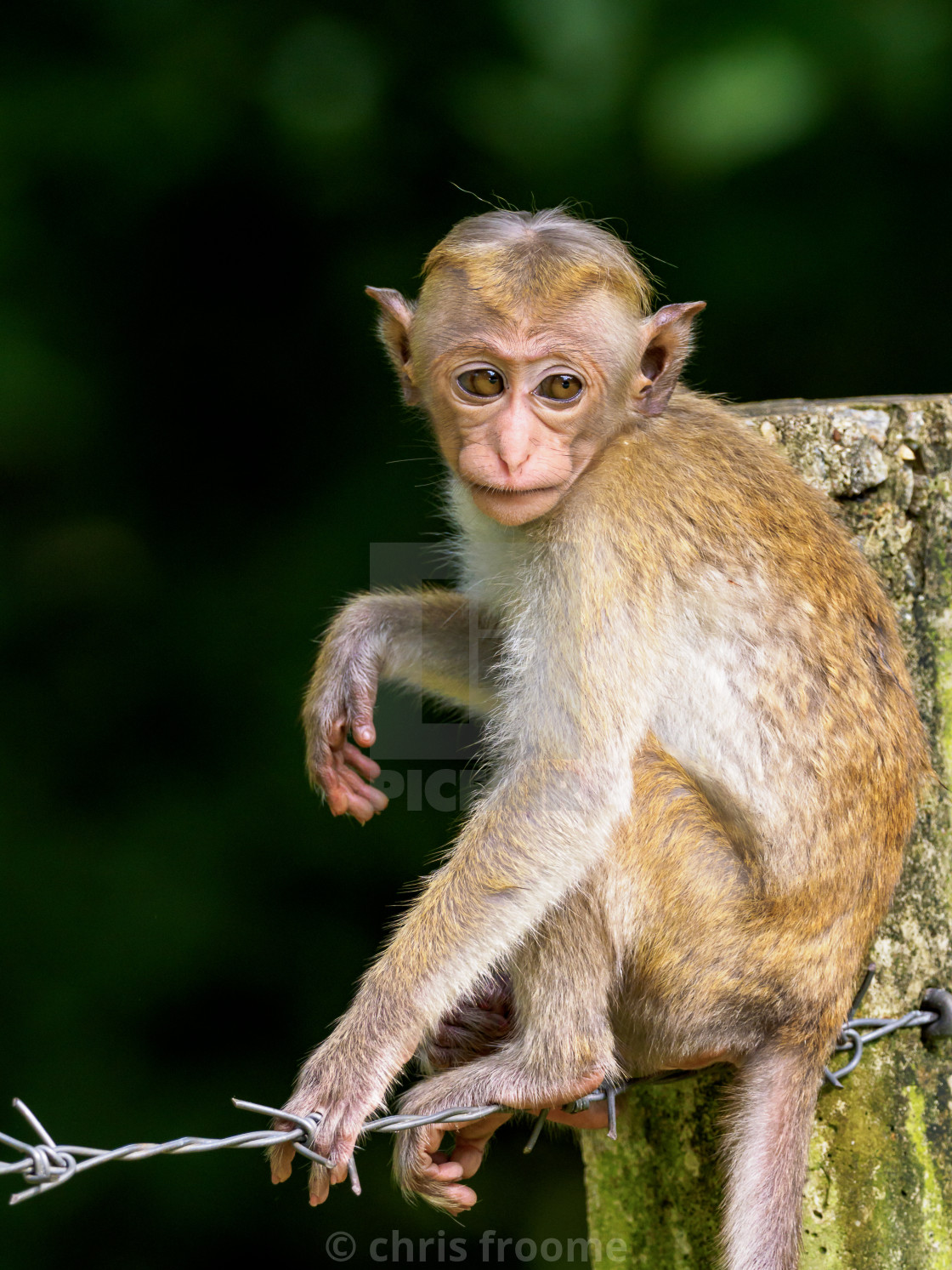 "Sitting on the fence" stock image