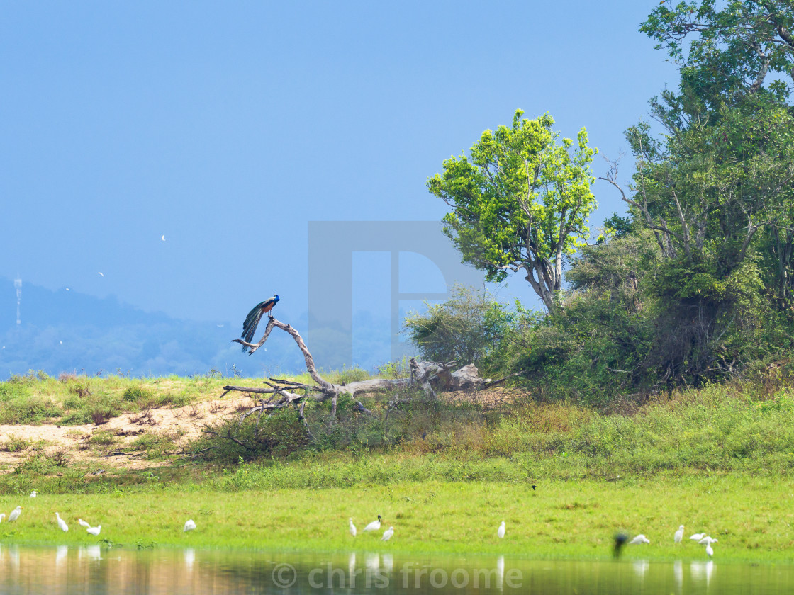 "peacock in tree" stock image