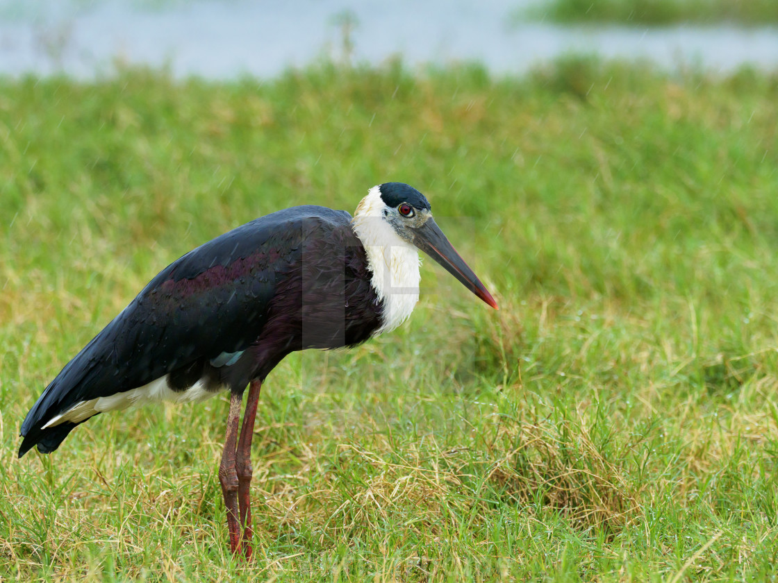 "stork in the rain" stock image