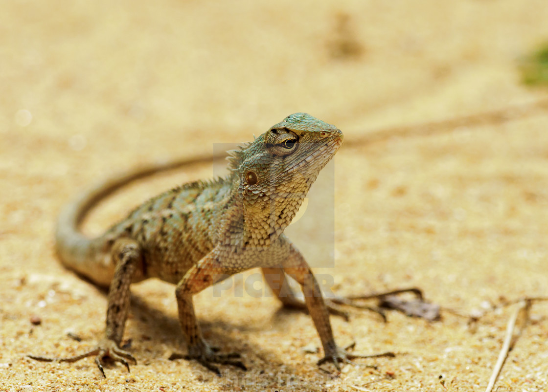 "Lizard on the sand" stock image