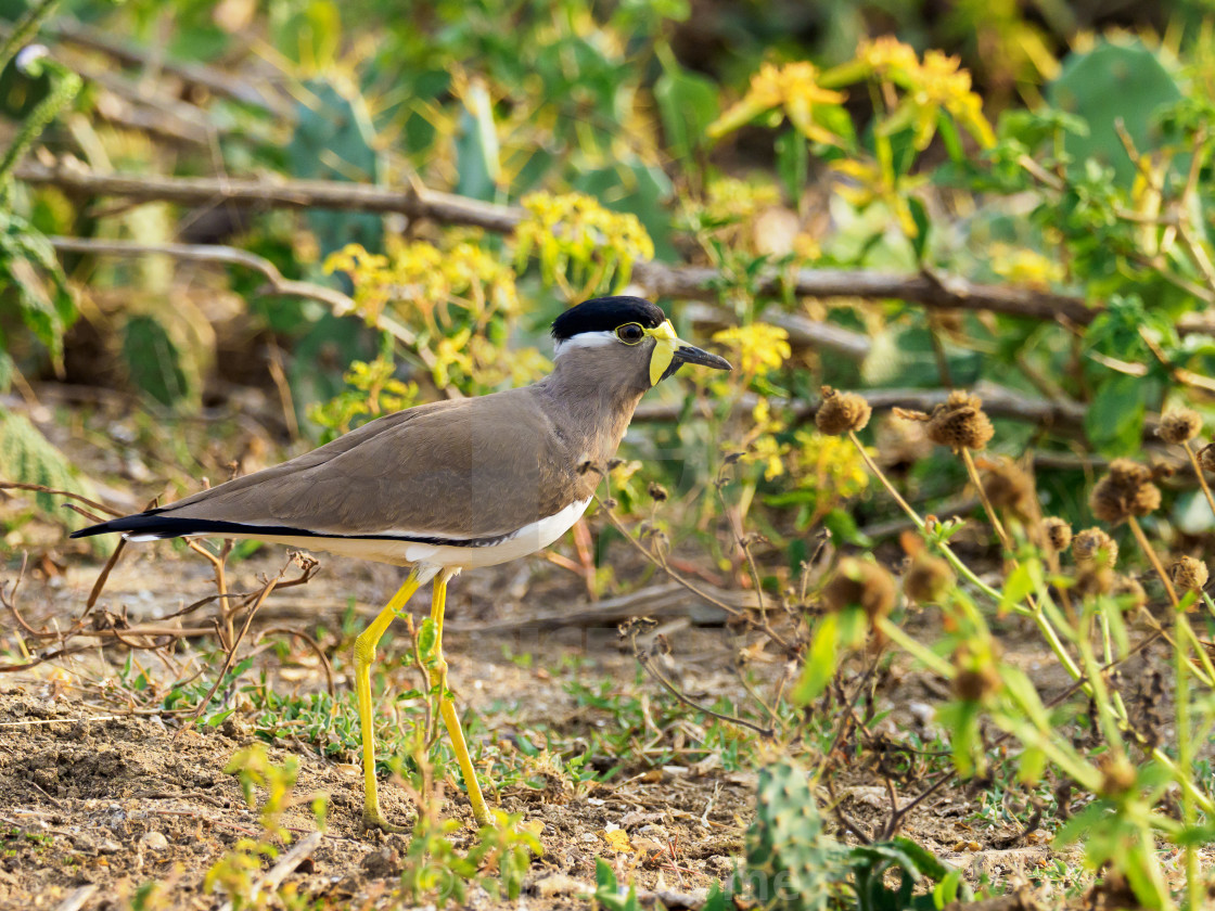 "Lapwing in yellow" stock image