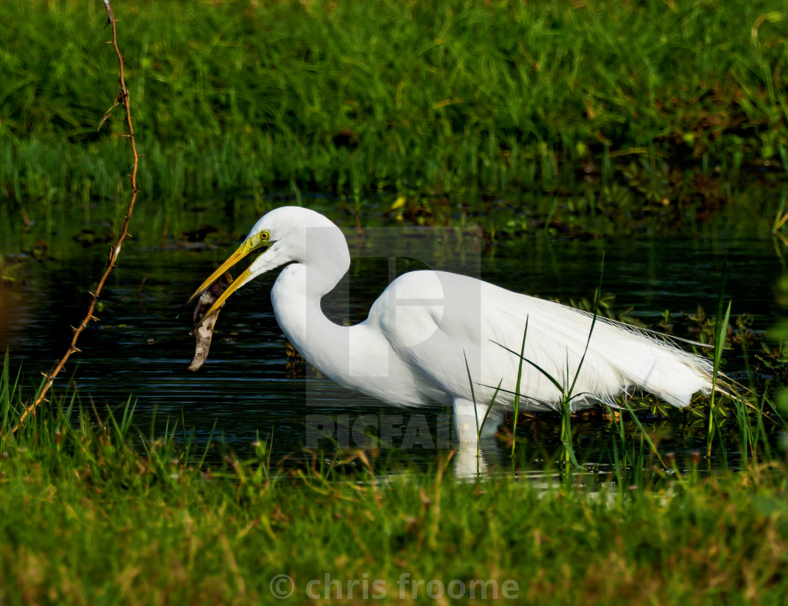 "Great Egret" stock image