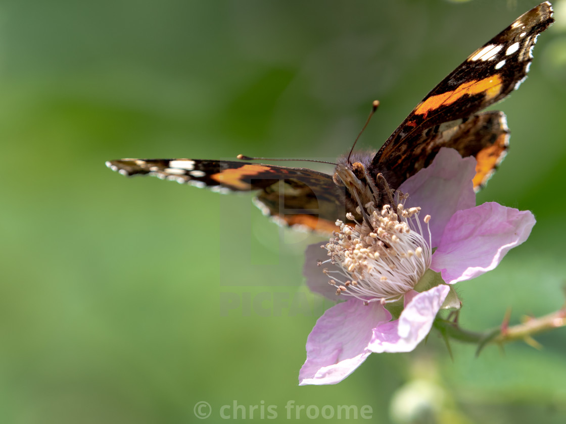 "Nectar from a bramble" stock image