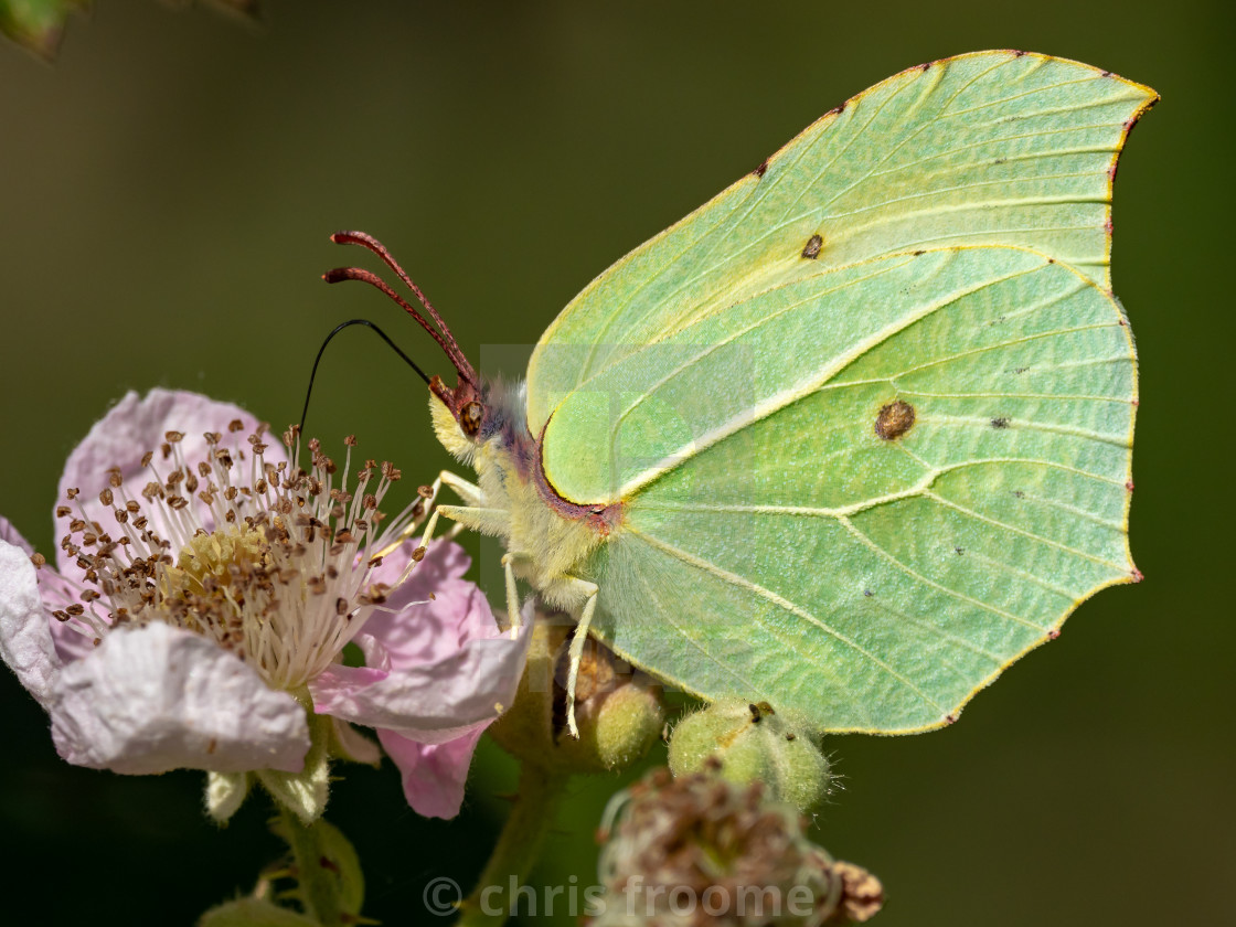 "Feeding Brimstone" stock image