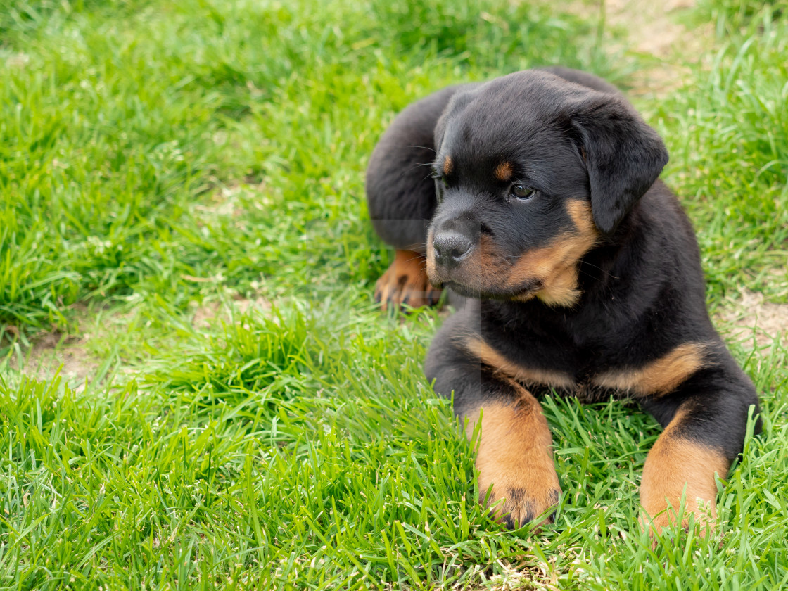 "Puppy" stock image