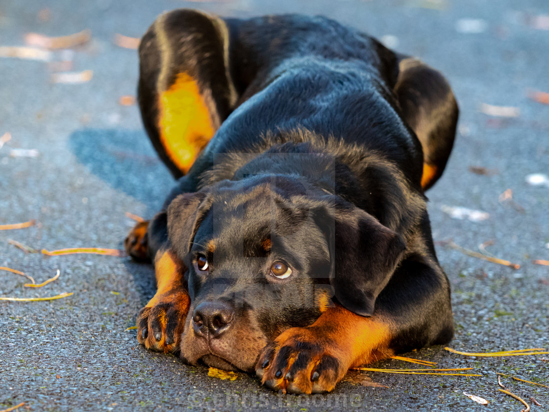 "Beau taking a break" stock image