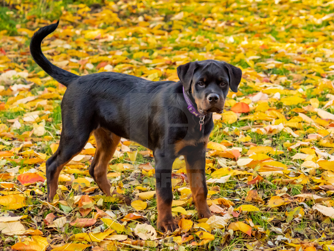 "Autumn leaves have fallen" stock image