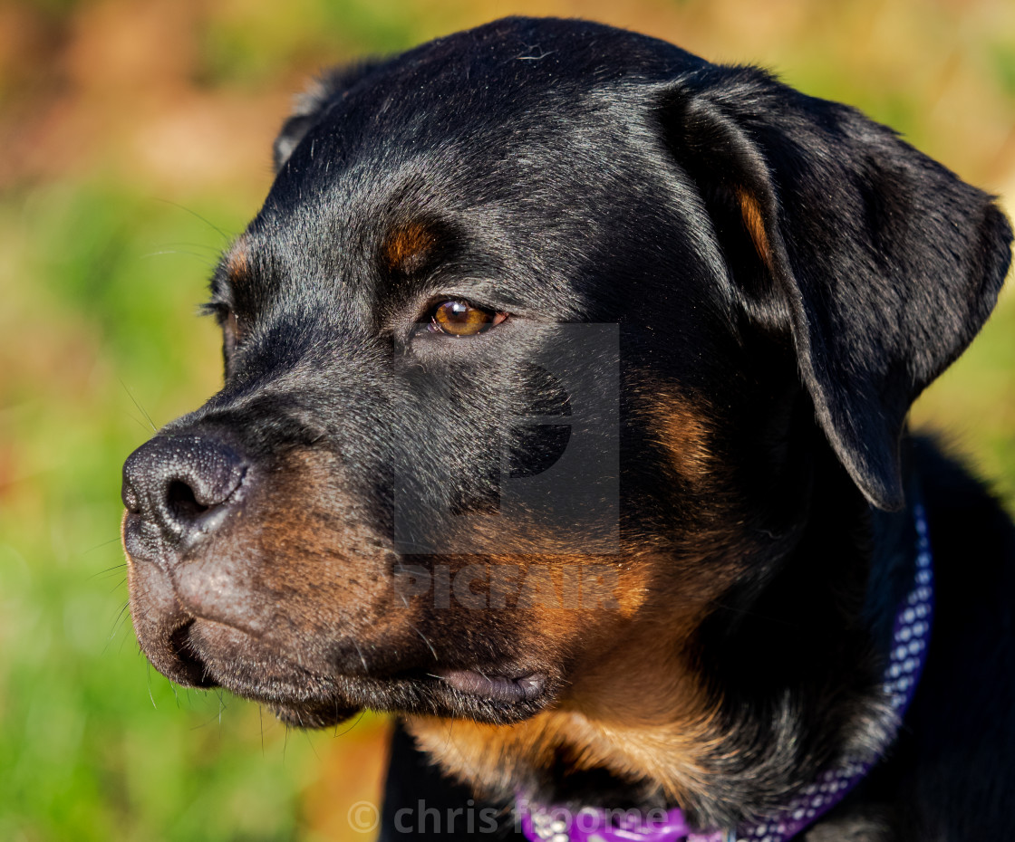 "Portrait of Beau" stock image