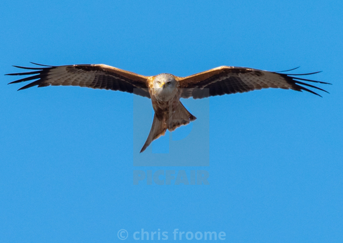 "Incoming" by chris froome - $2.43 "Incoming" stock image